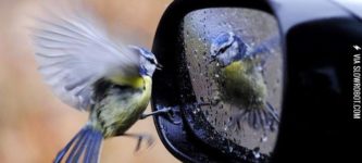 Bird+checking+out+its+reflection.