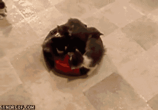 Roomba+kitten+adventure