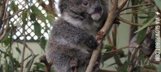 The+tiniest+koala