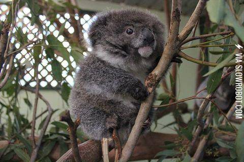 The+tiniest+koala