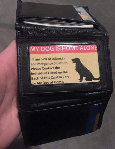 Some+Dog+Owners+Are+Prepared