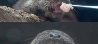 Otter+Smile