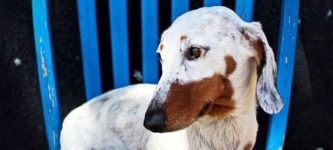 A+beautiful+dachshund+with+vitiligo.