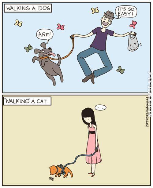 Walking+a+dog+vs.+walking+a+cat.
