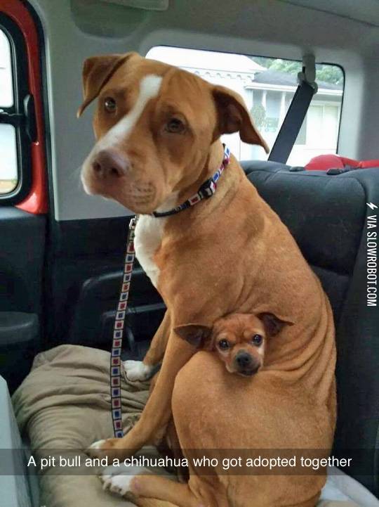 Looks+Like+A+Kangaroo+Family