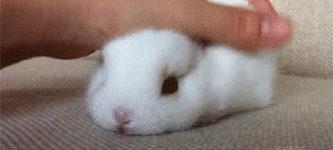 I+want+to+pet+the+bun%21%21