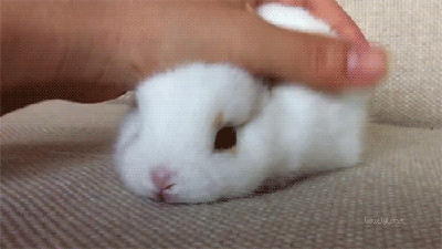 I+want+to+pet+the+bun%21%21