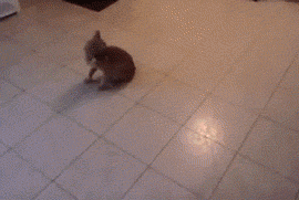 Cardboard+Is+Like+A+Magnet+For+Cats