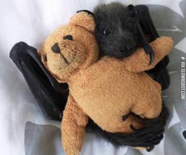 I+think+bats+are+super+cute