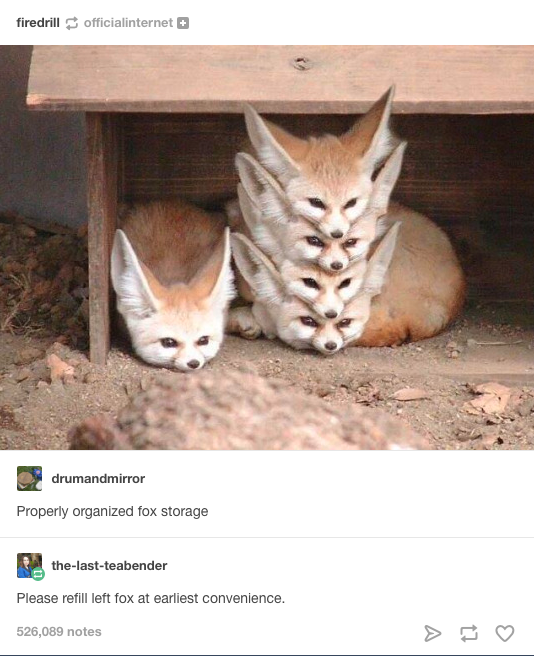 How+to+properly+organize+your+Fenneks