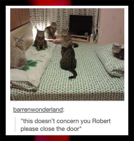 Cat+Business+In+Progress