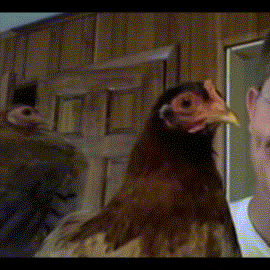 Chickens+keep+their+head+in+the+same+place+when+their+body+moves