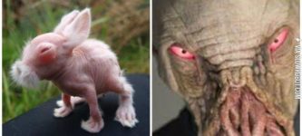 Hairless+rabbit+vs.+The+Ood