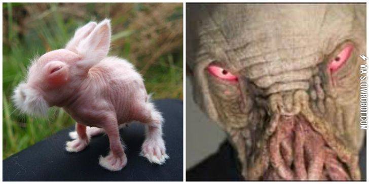 Hairless+rabbit+vs.+The+Ood