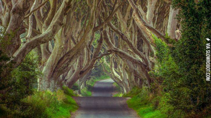 The+Dark+Hedges%2C+Northern+Ireland.