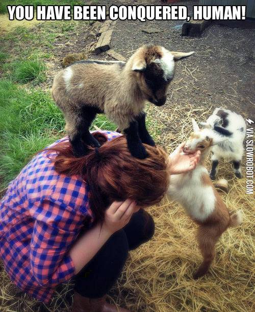 You+have+been+conquered%2C+human%21