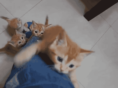 Kittens+learning+to+climb.