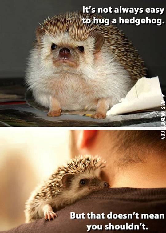 Hug+a+hedgehog.