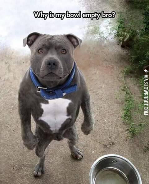 Why%26%238217%3Bs+my+bowl+empty+bro%3F