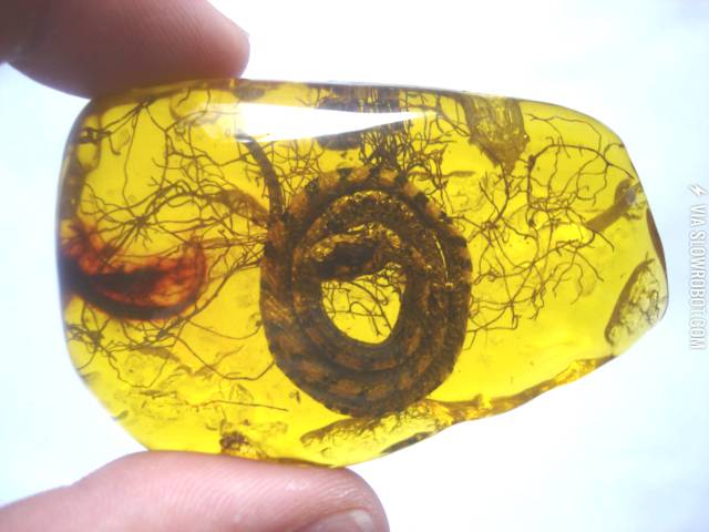 50+million+year+old+snake+preserved+in+amber.