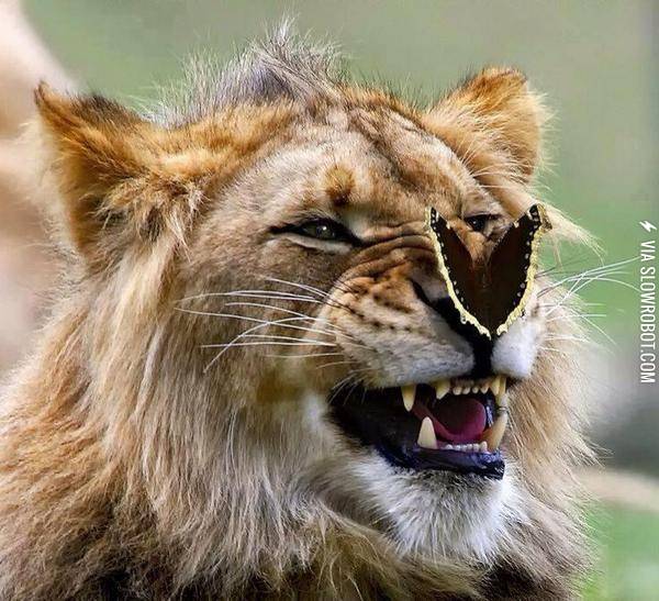Lion+and+butterfly