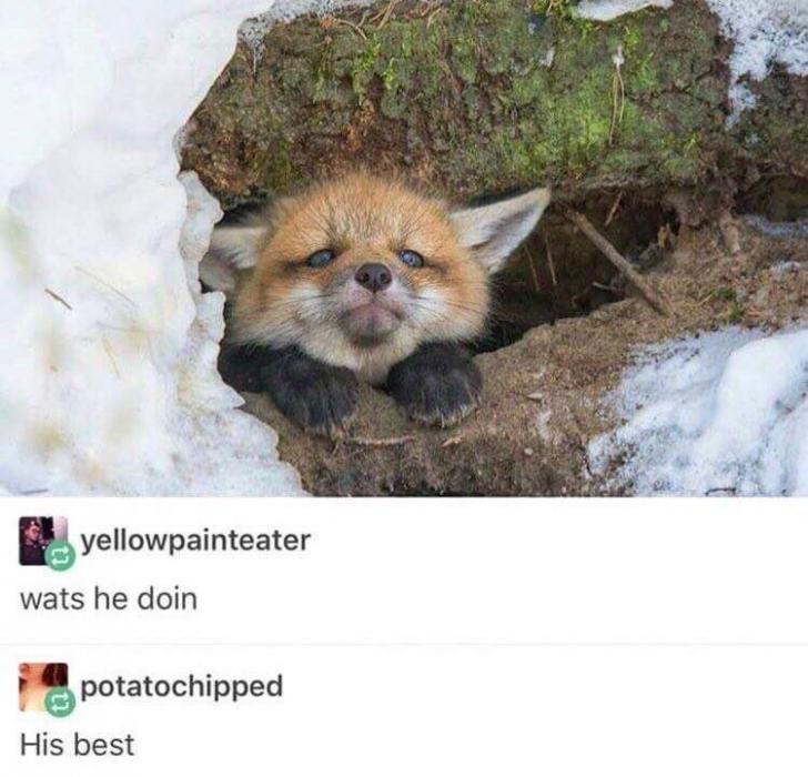 Determined+as+a+fox