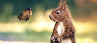 Squirrel+meets+Butterfly