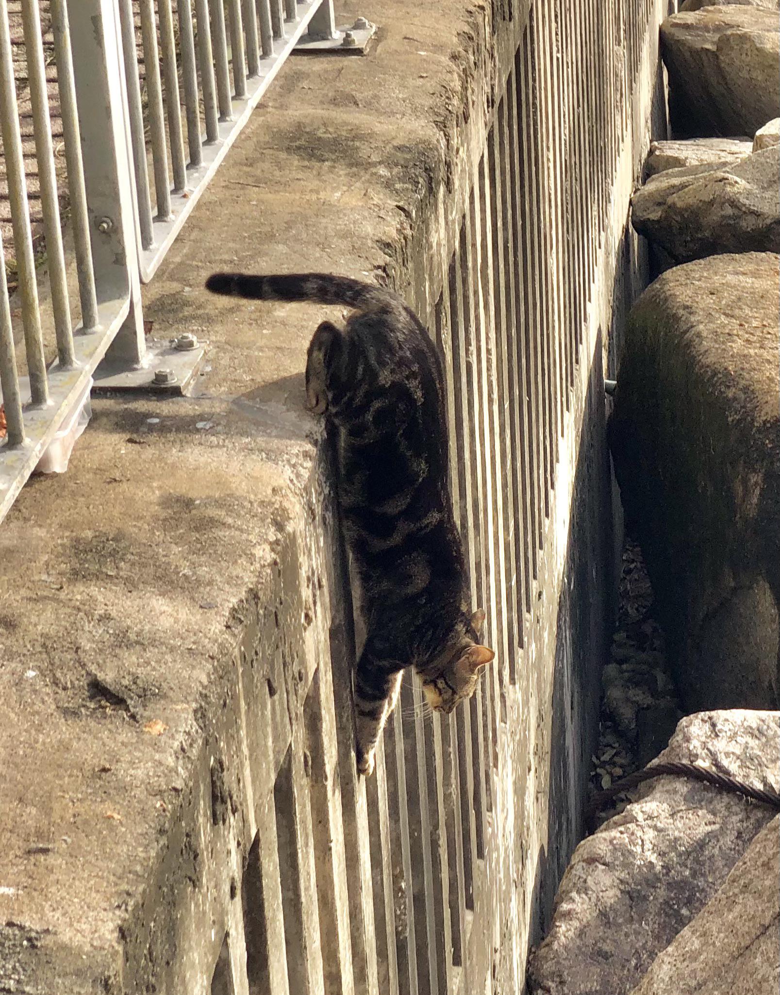 The+tail+is+a+mulitool