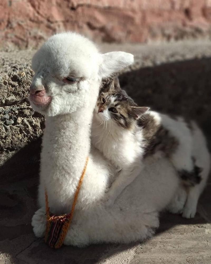 Llama+llama+gato+gato