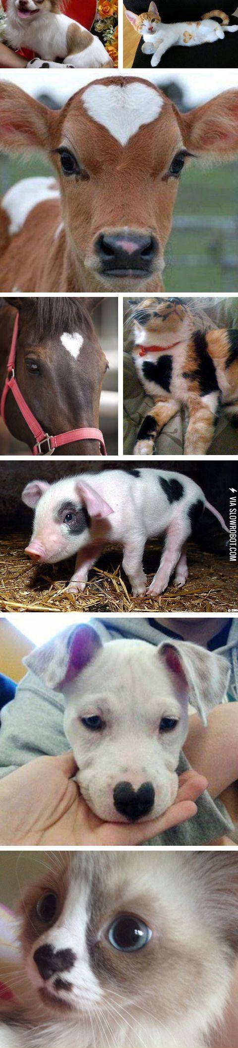Animals+with+heart+markings