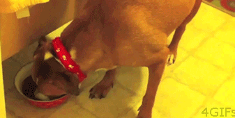 Food+Thief+In+Stealth+Mode