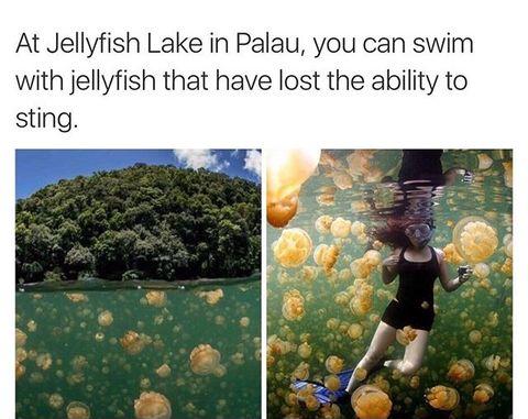 Jellyfish+Lake