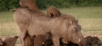 %F0%9F%94%A5+Warthog+being+cleaned+by+mongooses