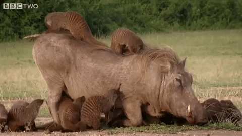 %F0%9F%94%A5+Warthog+being+cleaned+by+mongooses