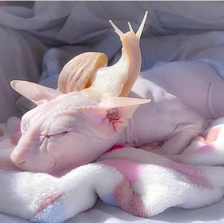 Giant+snail+drains+the+life+out+of+the+family+cat%26%238230%3B