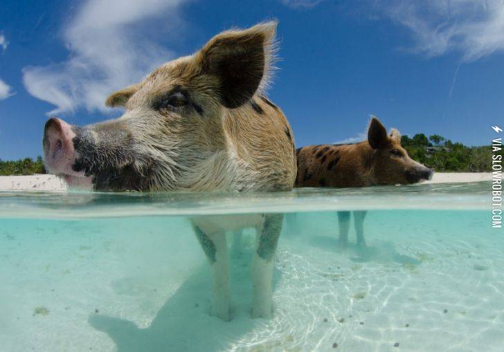 Pigs+in+Paradise