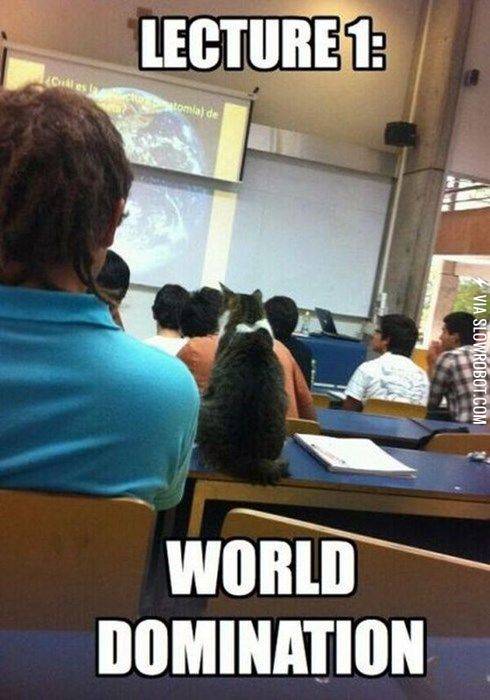 This+cat+will+take+over+the+world%21