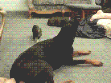 The+obstacle+course.