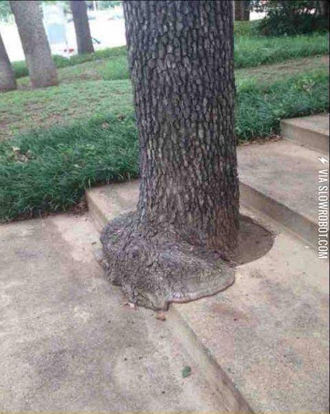 This+tree+looks+like+it%26%23039%3Bs+melting