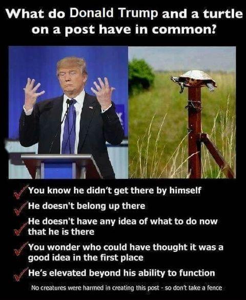Turtle+post