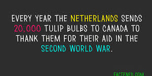 Netherlands+give+20%2C000+tulip+bulbs+to+Canada