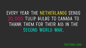 Netherlands+give+20%2C000+tulip+bulbs+to+Canada