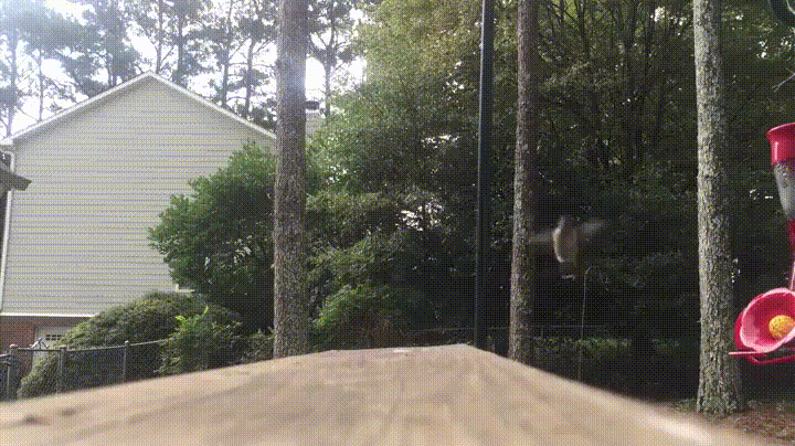 Hummingbird+scratching+its+butt