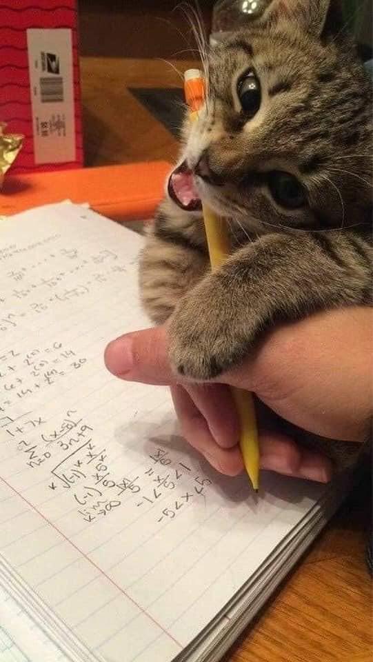 even+cats+don%26%238217%3Bt+like+math%26%238230%3B