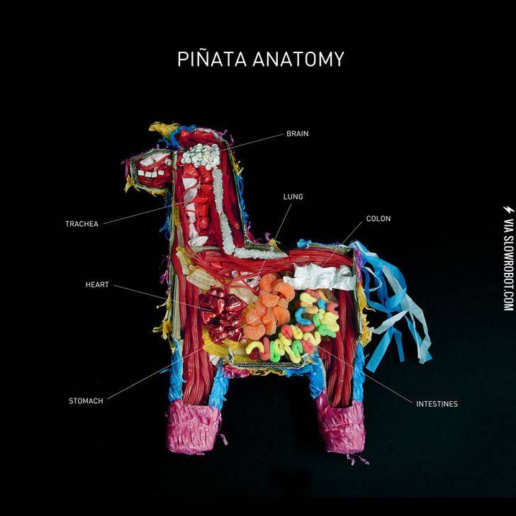 Pinata+anatomy.