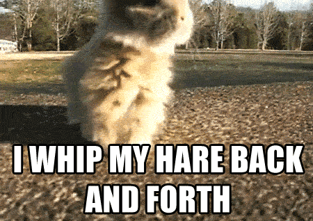 I+whip+my+hare+back+and+forth.