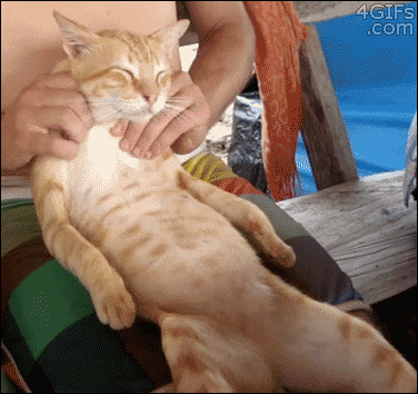 Kitty+massage.
