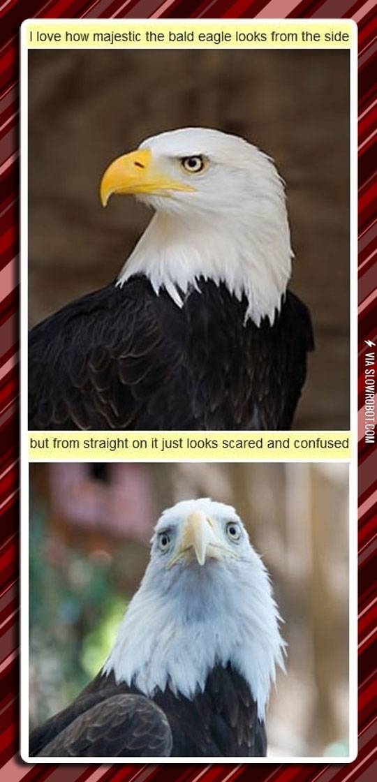 The+bald+eagle.