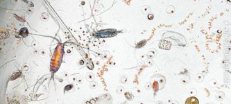 Seawater+magnified.