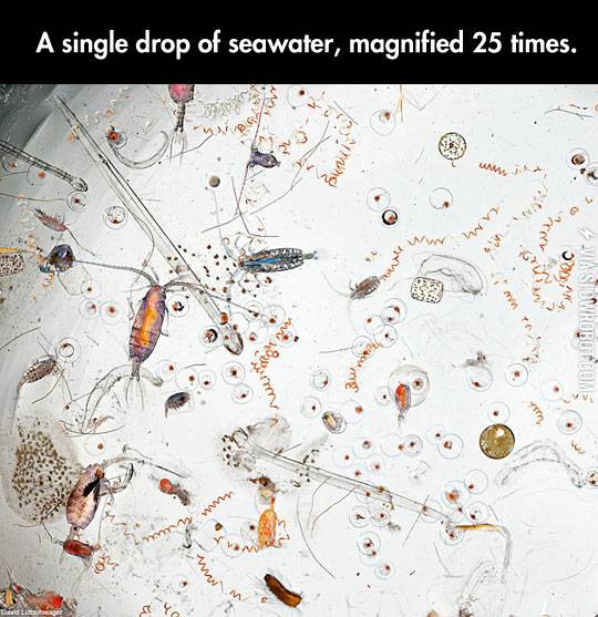 Seawater+magnified.